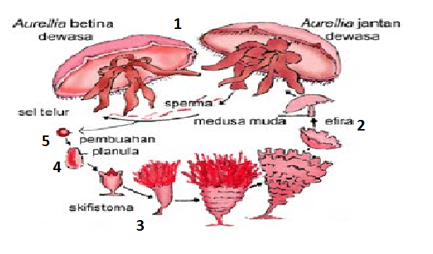 SOAL UN BIOLOGI SMA: Maret 2012