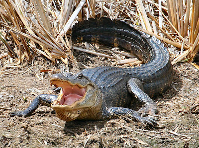 Angry American Alligator