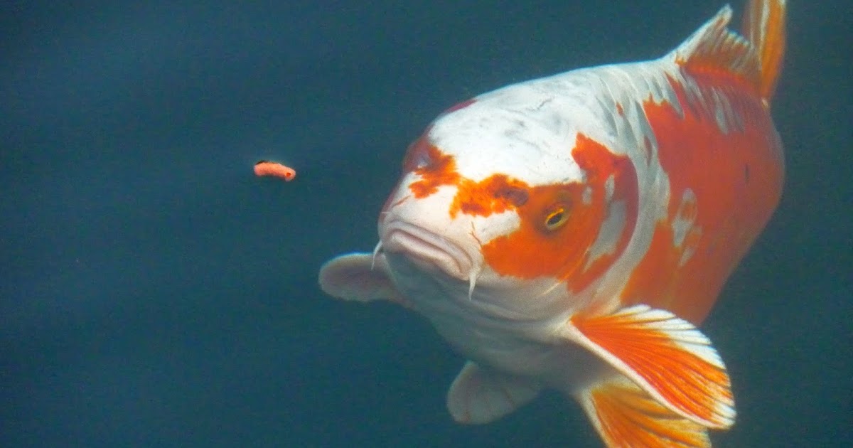 Ketentuan Pemberian Pakan  Untuk Ikan  Koi  Super Pusat 