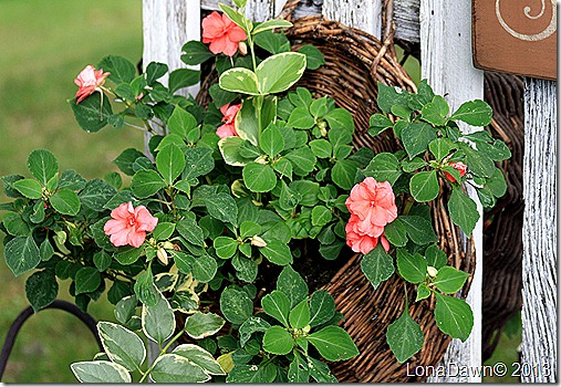 BasketHanging_Fence