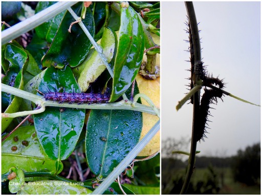 Orugas de mariposa espejito comiendo las hojas del mburucuyá - Chacra Educativa Santa Lucía