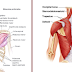 Anatomia Muscular - Costas