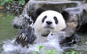 swimming panda, funny animal pictures of the week
