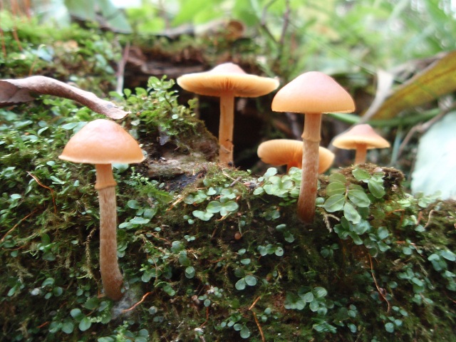 Galerina marginata