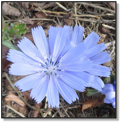 Blumen am Feldrand