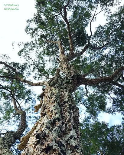 Árvore angico-rajado, em destaque o tronco suberoso