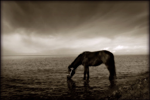 Horse_Drinking-Lake_bgm.nQ3RQ6WiSxLV-2010-11-5-14-47.jpg