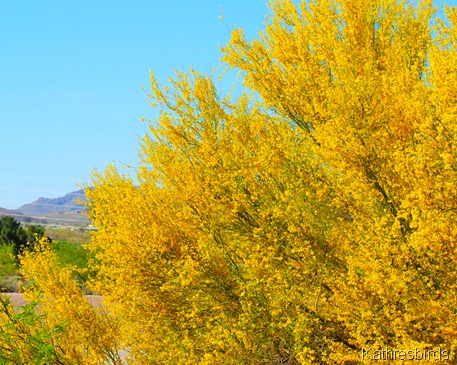 6. palo verde-kab