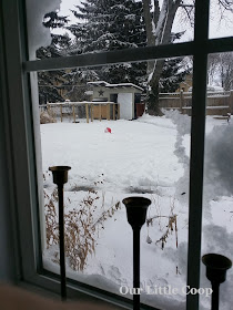 backyard chicken coop, snow, christmas, chickens, winter