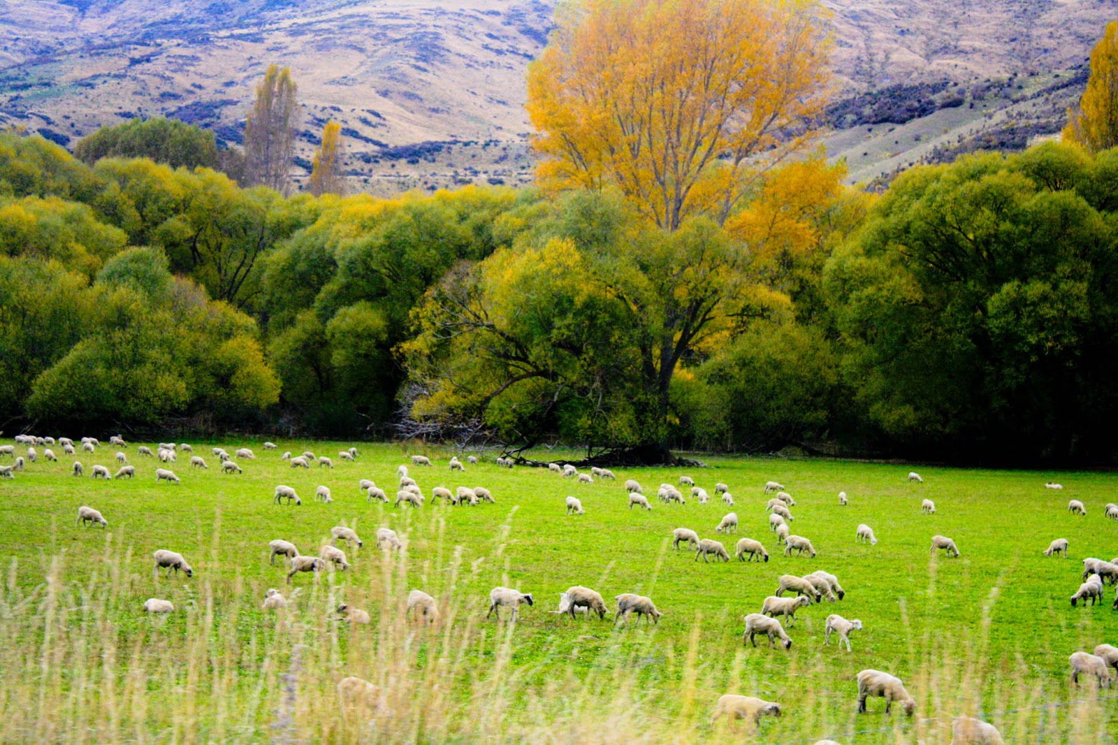 NZ