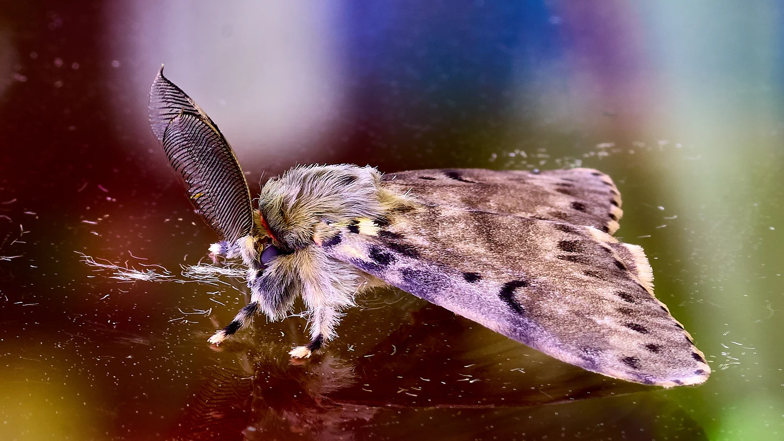 A beautiful and glopriously colored moth siting on one of our glass walls.