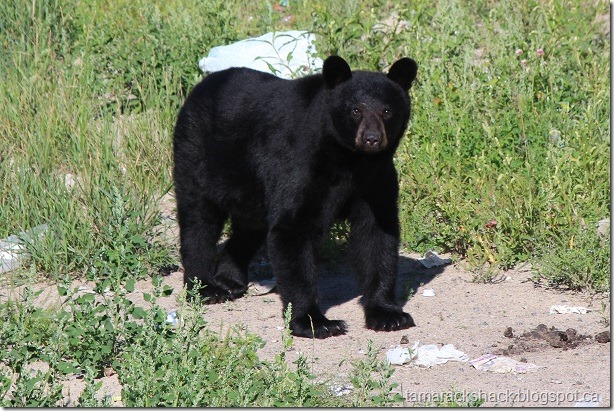 bear