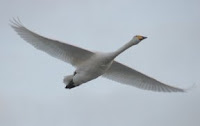 Whooper Swan (Cygnus cygnus)