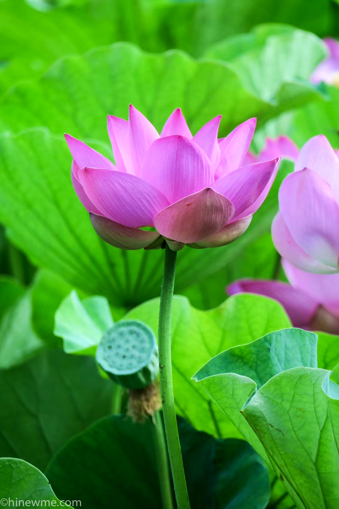 26+ Lotus flower photograph, and 6 tips