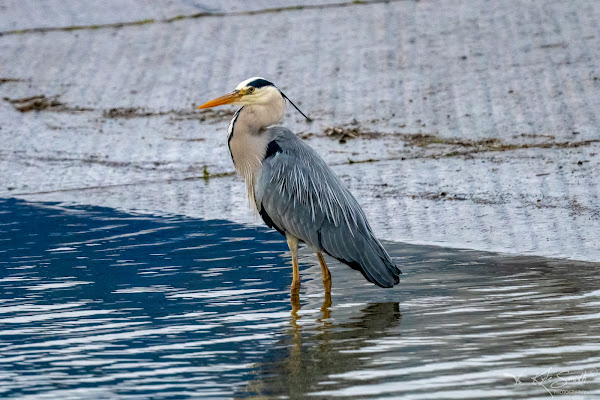 Grey heron