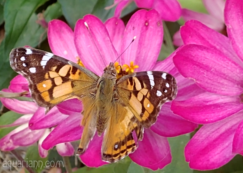 Wounded Butterfly Photo by Aquariann