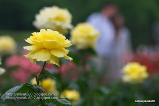 黄色の薔薇と人影の写真