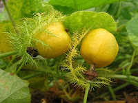 Image result for buah ulat bulu khasiat