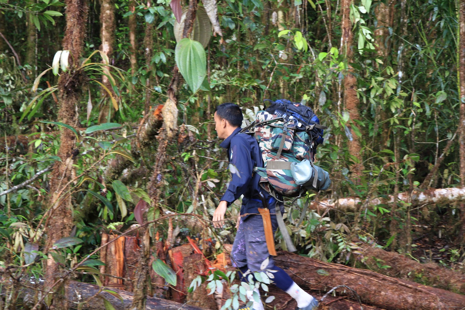 Orkid liar : orkid liar / hutan dan kacukan