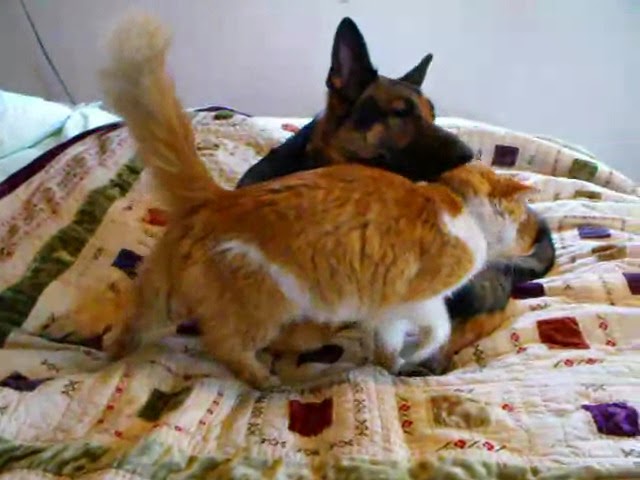 MtnLioness rumble! Clyde the missing cat reunites with Triton the German Shepherd!