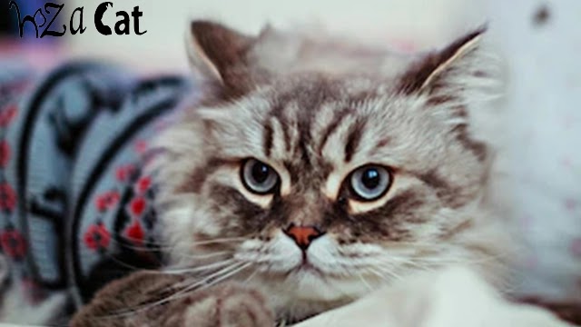 The best and most expensive types of cats