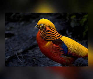 This is an illustration of a Golden Pheasant (One of the Most Beautiful birds in the world)