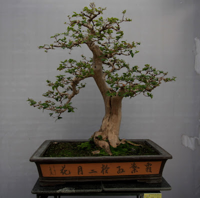 pohon Bonsai Dewandaru