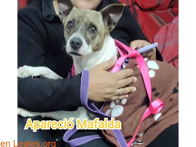 Apareció hoy Mafalda, la perra perdida de Animundo, recorrió 4 kilómetros para ir a su anterior hogar