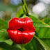 Eksotik Nan Cantik, Bunga yang Menyerupai Bibir Merah Merona