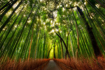sagono bamboo forest [] berpositive.blogspot.com