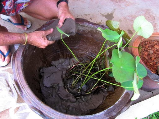 How to Grow Water Lotus