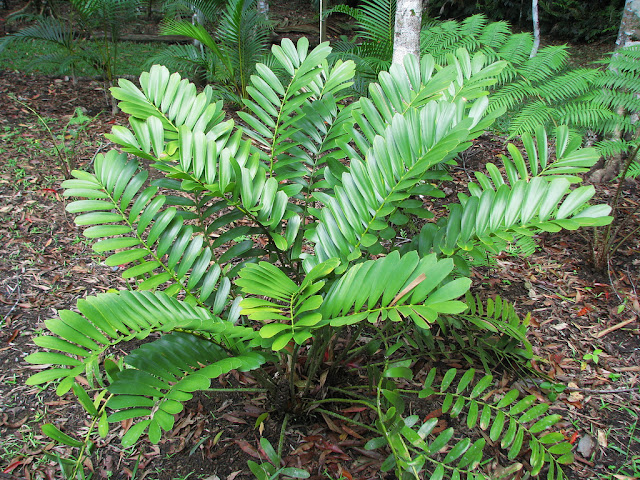 Zamia furfuracea