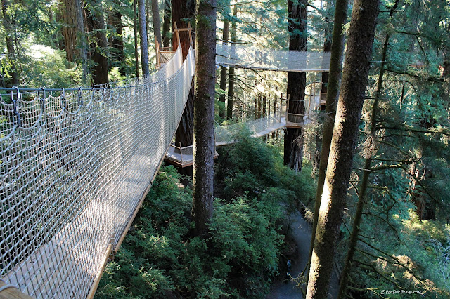 California northern coast geology travel trip roadtrip Humboldt Redwoods copyright RocDocTravel.com