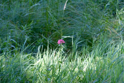 a lonely swamp milkweed