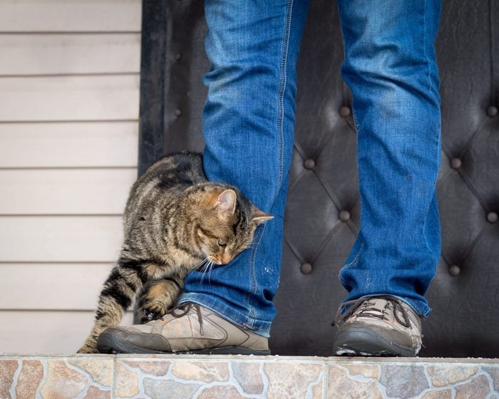 blog comunicat, O que Significa Quando o Gato se Esfrega em Você e nas Coisas?, comportamento felino