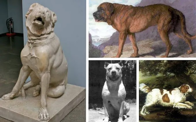 5 principais raças extintas de cachorro