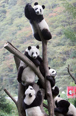 Giant Panda