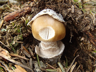 grzyby 2017, grzyby w czerwcu, grzyby na Orawie, borowik ceglastopory Boletus erythropus, muchomor mglejarka Amanita vaginata, gnieźnik leśny