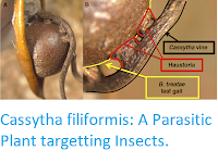 https://sciencythoughts.blogspot.com/2018/09/cassytha-filiformis-parasitic-plant.html