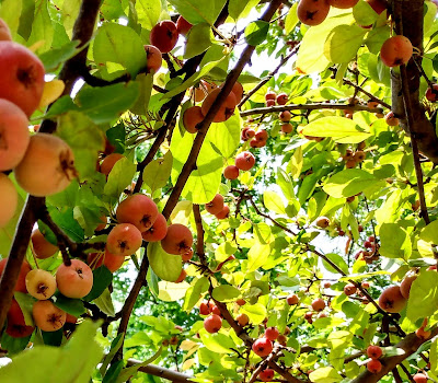 crab apples on branches