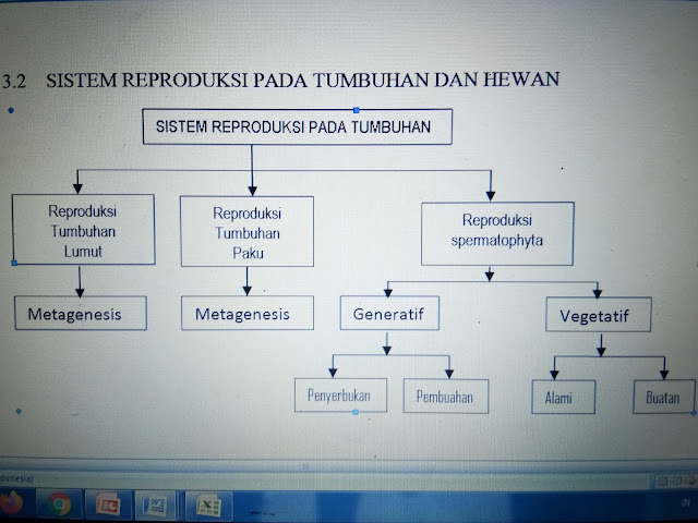 IPA MATERI  SISTEM REPRODUKSI PADA TUMBUHAN  DAN  HEWAN 