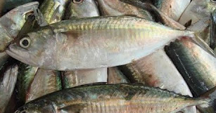 Ciri Ciri Ikan Kembung Serta Karakteristiknya - PENYULUH