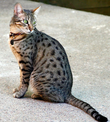 Ocicat Cat