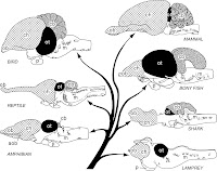 Brain Evolution1