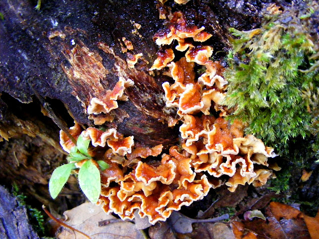 A curtain crust Stereum sp.  Indre et Loire, France. Photographed by Susan Walter. Tour the Loire Valley with a classic car and a private guide.