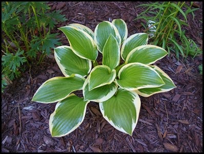Hosta 'Queen Josephine'