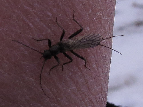 adult stonefly