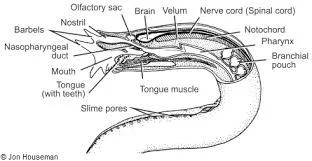 Labeled diagram of hagfish myxine