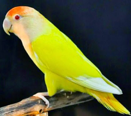 lovebird Muka Salem