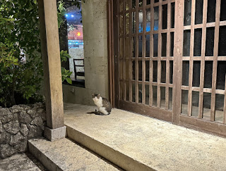 沖縄ねこ